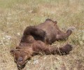 Δύο αρκούδες πυροβολημένες στη Φλώρινα